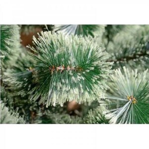 Brad artificial BRAZIDELUX Ontario, 240 cm, verde-alb Brad artificial BRAZIDELUX Ontario, 240 cm, verde-alb