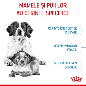 Hrana uscata pentru caini ROYAL CANIN SHN Medium, Junior, Pasare, 4 kg Hrana uscata pentru caini ROYAL CANIN SHN Medium, Junior, Pasare, 4 kg