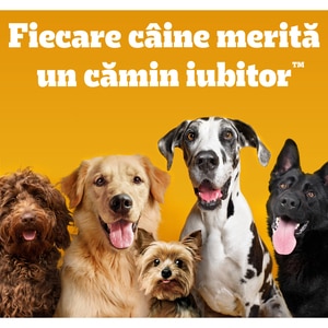 Hrana uscata pentru caini PEDIGREE, Junior, Pasare si legume, 7 kg Hrana uscata pentru caini PEDIGREE, Junior, Pasare si legume, 7 kg