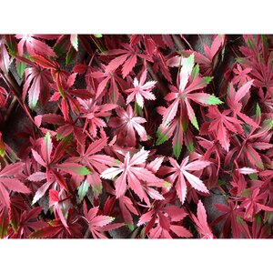 Gard artificial Fall, 200 x 100 cm, roz-verde Gard artificial Fall, 200 x 100 cm, roz-verde