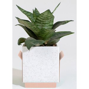 Suport ghiveci flori SPIN Fliss, 11.8 x 10.4 x 9.8 cm, roz Suport ghiveci flori SPIN Fliss, 11.8 x 10.4 x 9.8 cm, roz