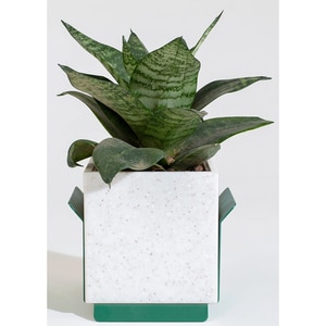 Suport ghiveci flori SPIN Fliss, 11.8 x 10.4 x 9.8 cm, verde Suport ghiveci flori SPIN Fliss, 11.8 x 10.4 x 9.8 cm, verde