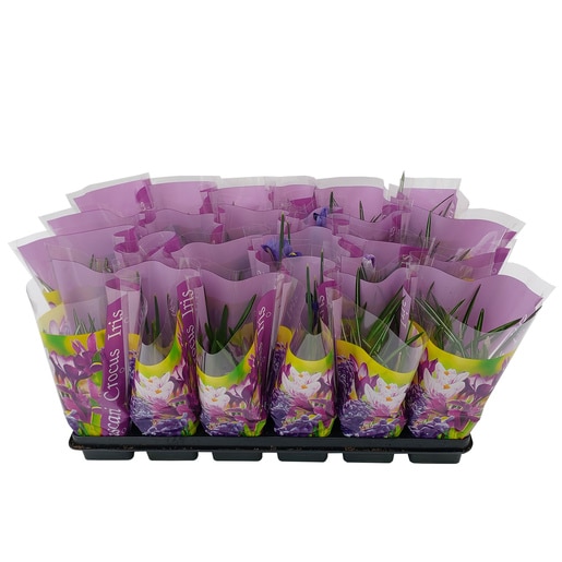 Bulbi mix cu celofan Color DALIA PROD, 1 buc Bulbi mix cu celofan Color DALIA PROD, 1 buc