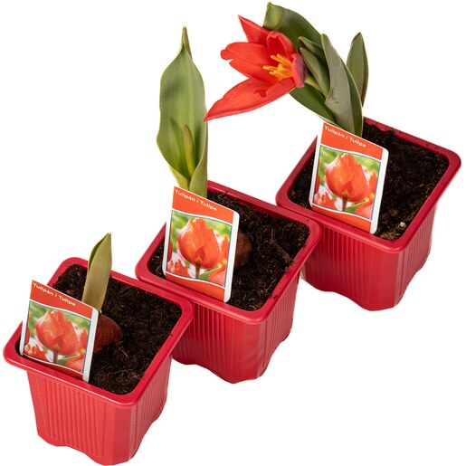 Bulbi lalele Tulipa x hybrida DALIA PROD, 1 buc Bulbi lalele Tulipa x hybrida DALIA PROD, 1 buc